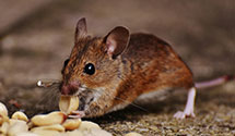 24 Hour & Emergency Exterminators in Little Washington, OH